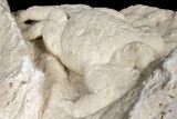 Fossil Crab (Potamon) Preserved in Travertine - Turkey #121385-3